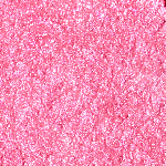 FEVER GARNET - Mini